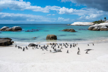 Famous Boulders beach with african penguin colony Famous Boulders beach with african penguin colony